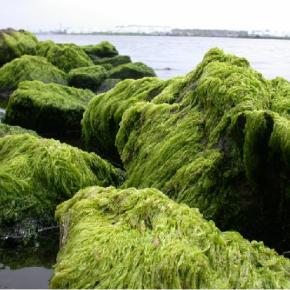 The Algae Revolution