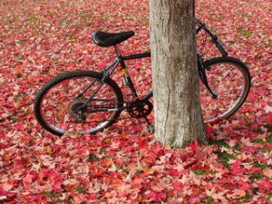 Black bike leaning against a tree