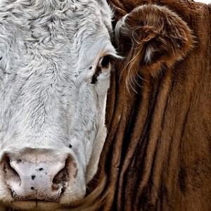 Closeup of cow face