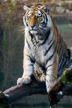 Tiger sitting on a log
